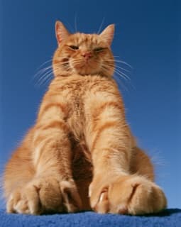 cat.jpg